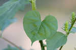 Ivyleaf morning-glory